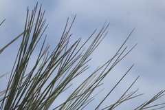 Dasylirion longissimum