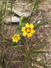 Sisyrinchium graminifolium
