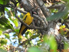 Oriolus xanthornus