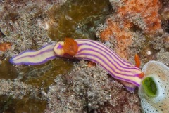 Hypselodoris maridadilus