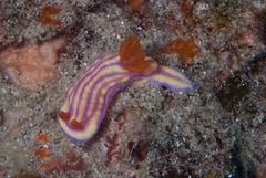 Hypselodoris whitei