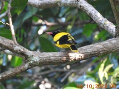 Oriolus xanthornus