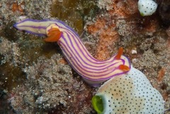 Hypselodoris maridadilus