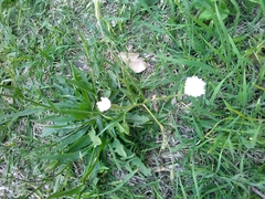 Hypochaeris albiflora