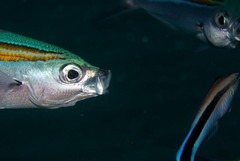 Caesio xanthalytos