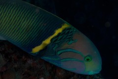 Thalassoma hebraicum