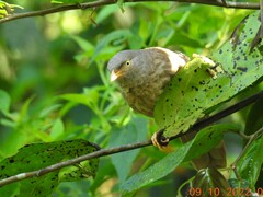 Argya striata