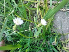 Hypochaeris albiflora