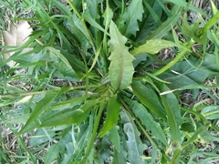 Hypochaeris albiflora