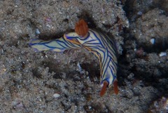 Hypselodoris nigrostriata