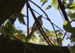 Myiophobus fasciatus