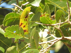 Handroanthus serratifolius