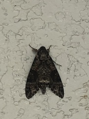 Agrius cingulata