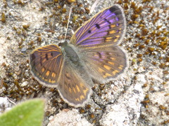 Lycaena tama