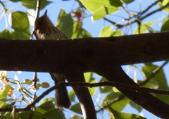 Myiophobus fasciatus