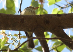 Myiophobus fasciatus