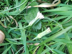 Hypochaeris albiflora