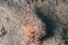 Dardanus sanguinolentus