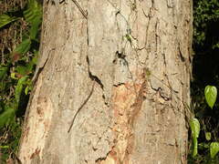 Handroanthus serratifolius