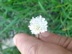 Hypochaeris albiflora