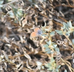 Brephidium exilis exilis