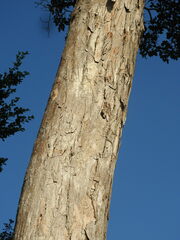 Handroanthus serratifolius