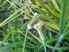Hypochaeris albiflora