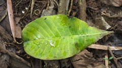 Anacardium excelsum