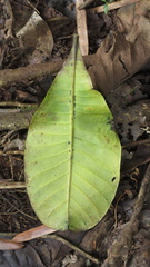 Anacardium excelsum