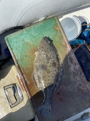 Paralichthys californicus