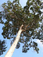 Handroanthus serratifolius