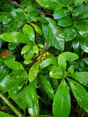 Rhododendron arborescens