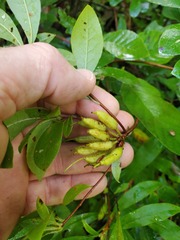 Rhododendron arborescens