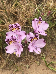 Alstroemeria pulchra