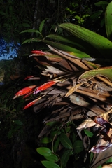 Tillandsia complanata