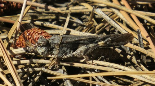 Masked Grasshopper