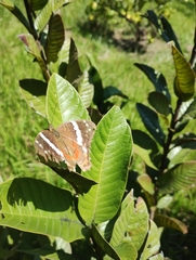 Anartia fatima colima