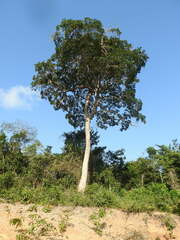 Handroanthus serratifolius