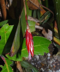 Tillandsia complanata