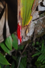 Tillandsia complanata