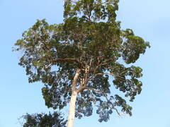 Handroanthus serratifolius