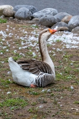 Anser anser domesticus × anser cygnoides domesticus