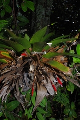 Tillandsia complanata