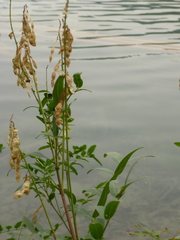 Hedysarum sulphurescens