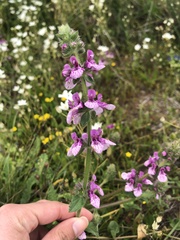Stachys grandidentata
