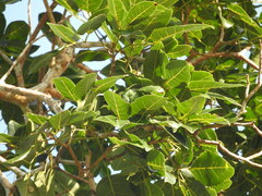 Handroanthus serratifolius
