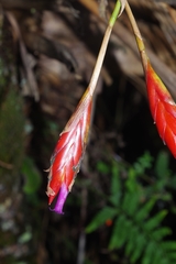 Tillandsia complanata