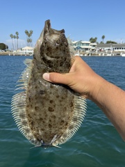Paralichthys californicus