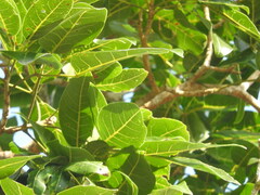 Handroanthus serratifolius