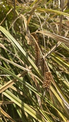 Carex utriculata